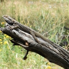 Pogona barbata (Eastern Bearded Dragon) at Hughes Grassy Woodland - 10 Dec 2020 by JackyF