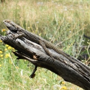 Pogona barbata at Hughes, ACT - suppressed