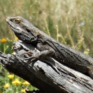 Pogona barbata at Hughes, ACT - suppressed