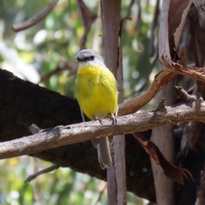 Eopsaltria australis (Eastern Yellow Robin) at Tidbinbilla Nature Reserve - 8 Dec 2020 by RodDeb