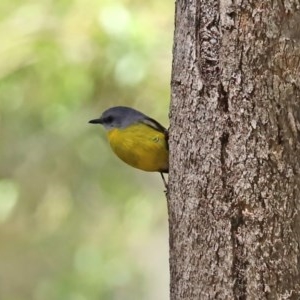 Eopsaltria australis at Paddys River, ACT - 8 Dec 2020