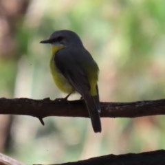 Eopsaltria australis at Paddys River, ACT - 8 Dec 2020