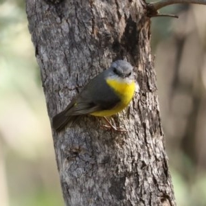 Eopsaltria australis at Paddys River, ACT - 8 Dec 2020