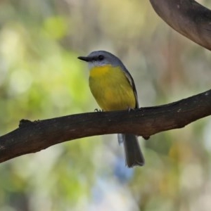 Eopsaltria australis at Paddys River, ACT - 8 Dec 2020