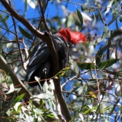 Callocephalon fimbriatum (Gang-gang Cockatoo) at Paddys River, ACT - 8 Dec 2020 by RodDeb