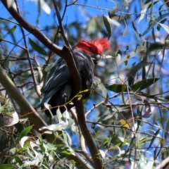 Callocephalon fimbriatum at Paddys River, ACT - suppressed