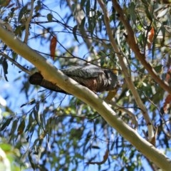 Callocephalon fimbriatum at Paddys River, ACT - 8 Dec 2020