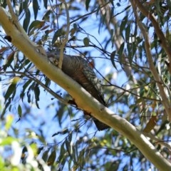 Callocephalon fimbriatum at Paddys River, ACT - 8 Dec 2020