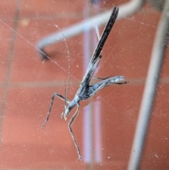 Zaprochilus australis (Twig-mimic katydid) at Hughes, ACT - 8 Dec 2020 by JackyF