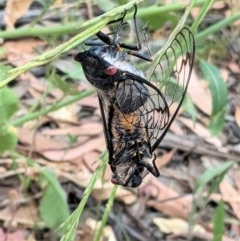 Psaltoda moerens (Redeye cicada) at Hughes, ACT - 10 Dec 2020 by JackyF