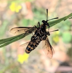 Miltinus sp. (genus) at Hughes, ACT - 10 Dec 2020