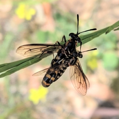 Miltinus sp. (genus) (Miltinus mydas fly) at Red Hill to Yarralumla Creek - 10 Dec 2020 by JackyF