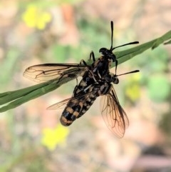 Miltinus sp. (genus) (Miltinus mydas fly) at Hughes, ACT - 10 Dec 2020 by JackyF