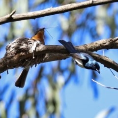 Myiagra cyanoleuca (Satin Flycatcher) at Paddys River, ACT - 8 Dec 2020 by RodDeb