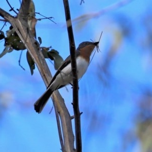 Myiagra cyanoleuca at Paddys River, ACT - 8 Dec 2020