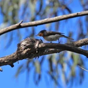 Myiagra cyanoleuca at Paddys River, ACT - 8 Dec 2020