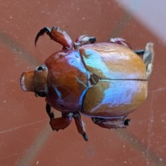 Anoplognathus sp. (genus) (Unidentified Christmas beetle) at Red Hill to Yarralumla Creek - 8 Dec 2020 by JackyF