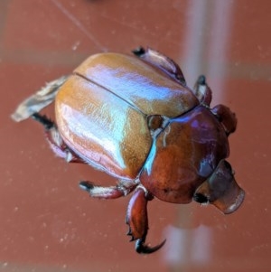 Anoplognathus sp. (genus) at Deakin, ACT - 8 Dec 2020