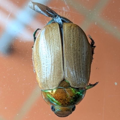 Anoplognathus brunnipennis (Green-tailed Christmas beetle) at Red Hill to Yarralumla Creek - 10 Dec 2020 by JackyF