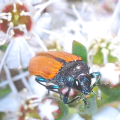 Castiarina subpura (A jewel beetle) at Block 402 - 10 Dec 2020 by Harrisi
