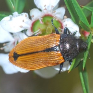 Castiarina subpura at Denman Prospect, ACT - suppressed