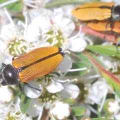 Castiarina subpura at Denman Prospect, ACT - suppressed