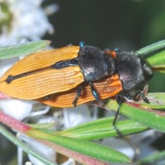 Castiarina subpura at Denman Prospect, ACT - suppressed