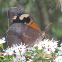 Heteronympha merope (Common Brown Butterfly) at Denman Prospect 2 Estate Deferred Area (Block 12) - 8 Dec 2020 by Harrisi