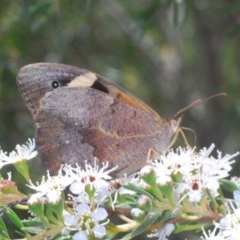 Heteronympha merope at Denman Prospect, ACT - 8 Dec 2020