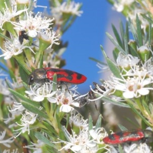 Castiarina indistincta at Watson, ACT - 8 Dec 2020