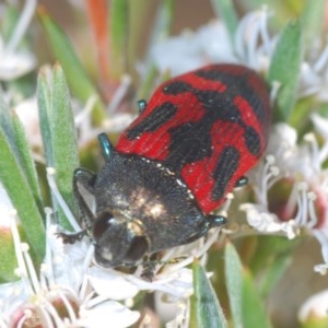 Castiarina indistincta at Watson, ACT - 8 Dec 2020