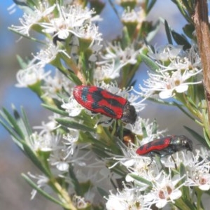 Castiarina indistincta at Watson, ACT - 8 Dec 2020