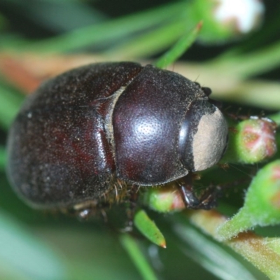 Melolonthinae (subfamily) (Cockchafer) at Greenleigh, NSW - 9 Dec 2020 by Harrisi