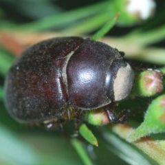 Unidentified Scarab beetle (Scarabaeidae) (TBC) at Greenleigh, NSW - 9 Dec 2020 by Harrisi