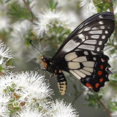 Papilio anactus (Dainty Swallowtail) at Acton, ACT - 4 Dec 2020 by TimL
