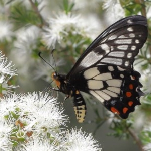 Papilio anactus at Acton, ACT - 4 Dec 2020