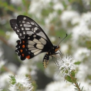 Papilio anactus at Acton, ACT - 4 Dec 2020