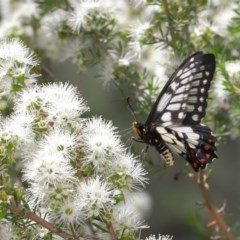 Papilio anactus at Acton, ACT - 4 Dec 2020