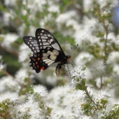 Papilio anactus at Acton, ACT - 4 Dec 2020
