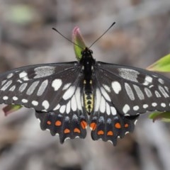 Papilio anactus (Dainty Swallowtail) at ANBG - 6 Dec 2020 by TimL