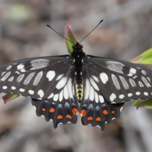 Papilio anactus at Acton, ACT - 6 Dec 2020