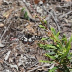 Papilio anactus at Acton, ACT - 6 Dec 2020 12:12 PM