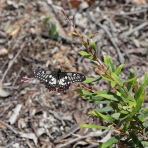 Papilio anactus at Acton, ACT - 6 Dec 2020