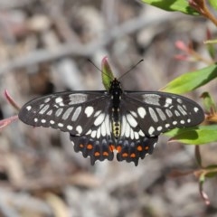 Papilio anactus at Acton, ACT - 6 Dec 2020 12:12 PM