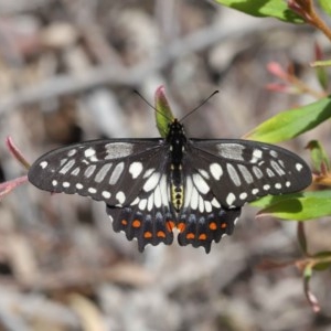 Papilio anactus at Acton, ACT - 6 Dec 2020