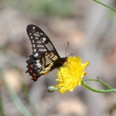 Papilio anactus at Acton, ACT - 6 Dec 2020