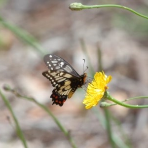 Papilio anactus at Acton, ACT - 6 Dec 2020 12:12 PM