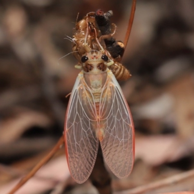 Yoyetta sp. (genus) (Firetail or Ambertail Cicada) at Acton, ACT - 4 Dec 2020 by TimL