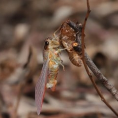 Yoyetta sp. (genus) at Acton, ACT - 4 Dec 2020