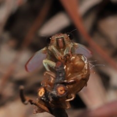 Yoyetta sp. (genus) at Acton, ACT - 4 Dec 2020